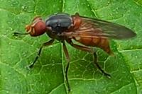 Brachyopa scutellaris