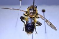 Chalcosyrphus eunotus