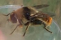 Merodon clavipes