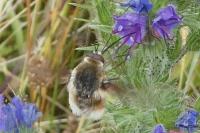 Bombylius cruciatus