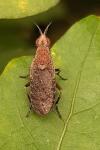 Euthycera