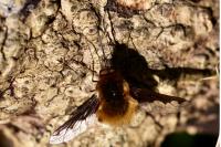 Bombylius major