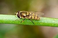 Eupeodes