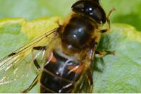 Eristalis pertinax