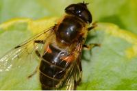 Eristalis pertinax