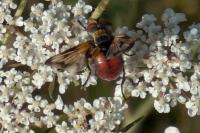 Ectophasia oblonga