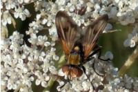 Ectophasia oblonga