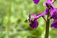 Bombylius