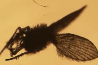 Clogmia albipunctata