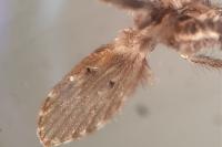 Clogmia albipunctata