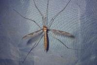 Tipula maxima