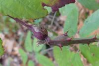 Lasioptera rubi