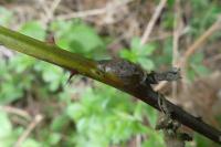Lasioptera rubi