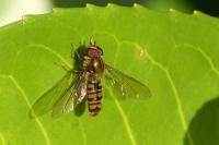 Episyrphus balteatus
