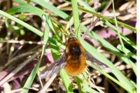 Bombylius major