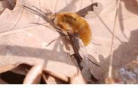 Bombylius major