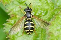 Chrysotoxum vernale