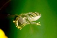 Episyrphus balteatus