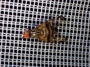 Otites ruficeps