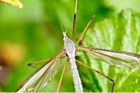 Tipula