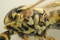 Nephrotoma appendiculata