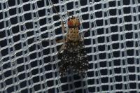 Trypetoptera punctulata