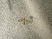 Macrocera