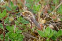 Bombylius cruciatus
