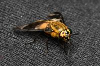Chrysops caecutiens