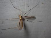 Tipula