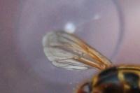 Milesia crabroniformis