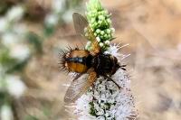 Phryxe magnicornis