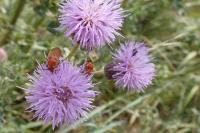 Cirsium arvense
