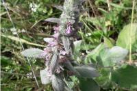 Stachys germanica