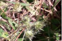 Malva setigera
