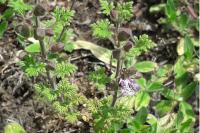 Teucrium botrys