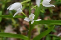 Cephalanthera longifolia