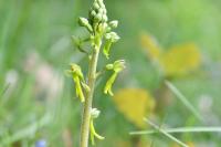 Neottia ovata