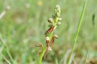 Orchis anthropophora