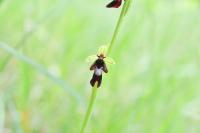 Ophrys insectifera