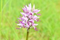 Orchis simia