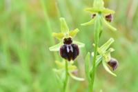 Ophrys aranifera