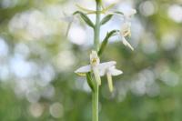 Platanthera bifolia