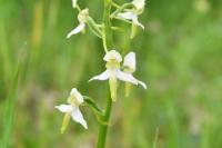 Platanthera chlorantha