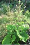 Arctium lappa