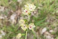Epipactis muelleri