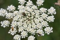 Daucus carota