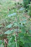 Arctium lappa