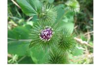 Arctium lappa