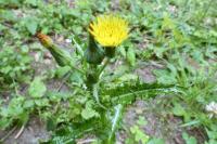 Sonchus asper